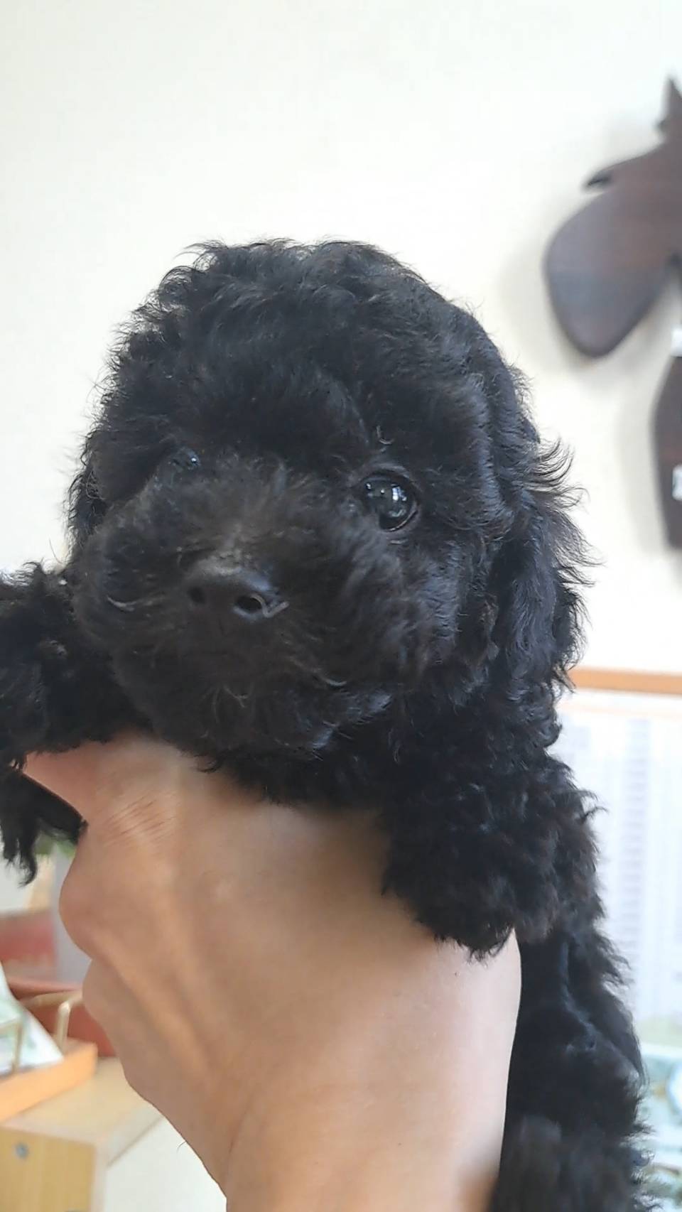 横浜市港南区 | 犬専門のトリミング・ペットホテル・子犬販売 | クリアカット・あぴ