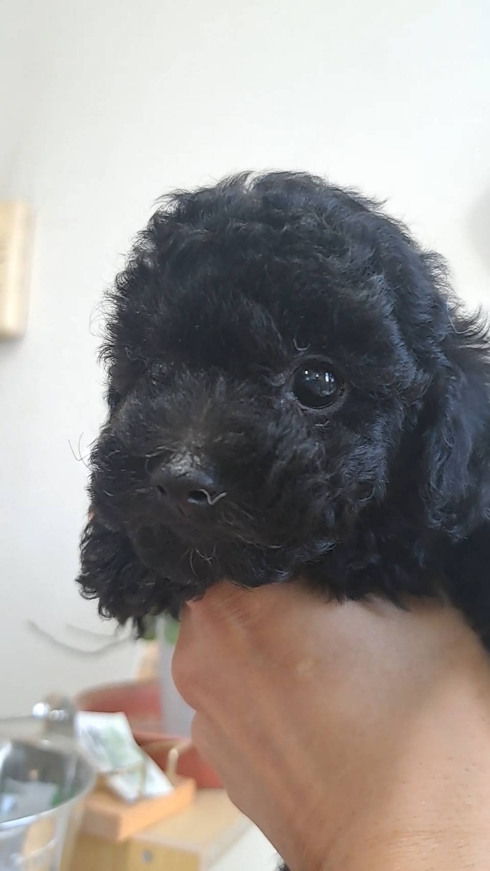 横浜市港南区 | 犬専門のトリミング・ペットホテル・子犬販売 | クリアカット・あぴ
