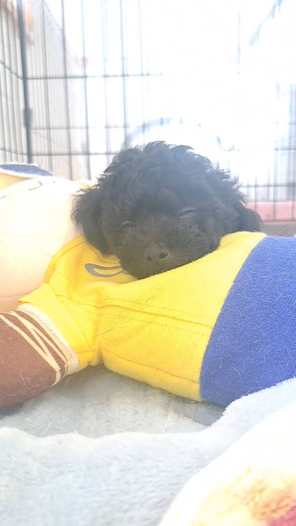 横浜市港南区 | 犬専門のトリミング・ペットホテル・子犬販売 | クリアカット・あぴ