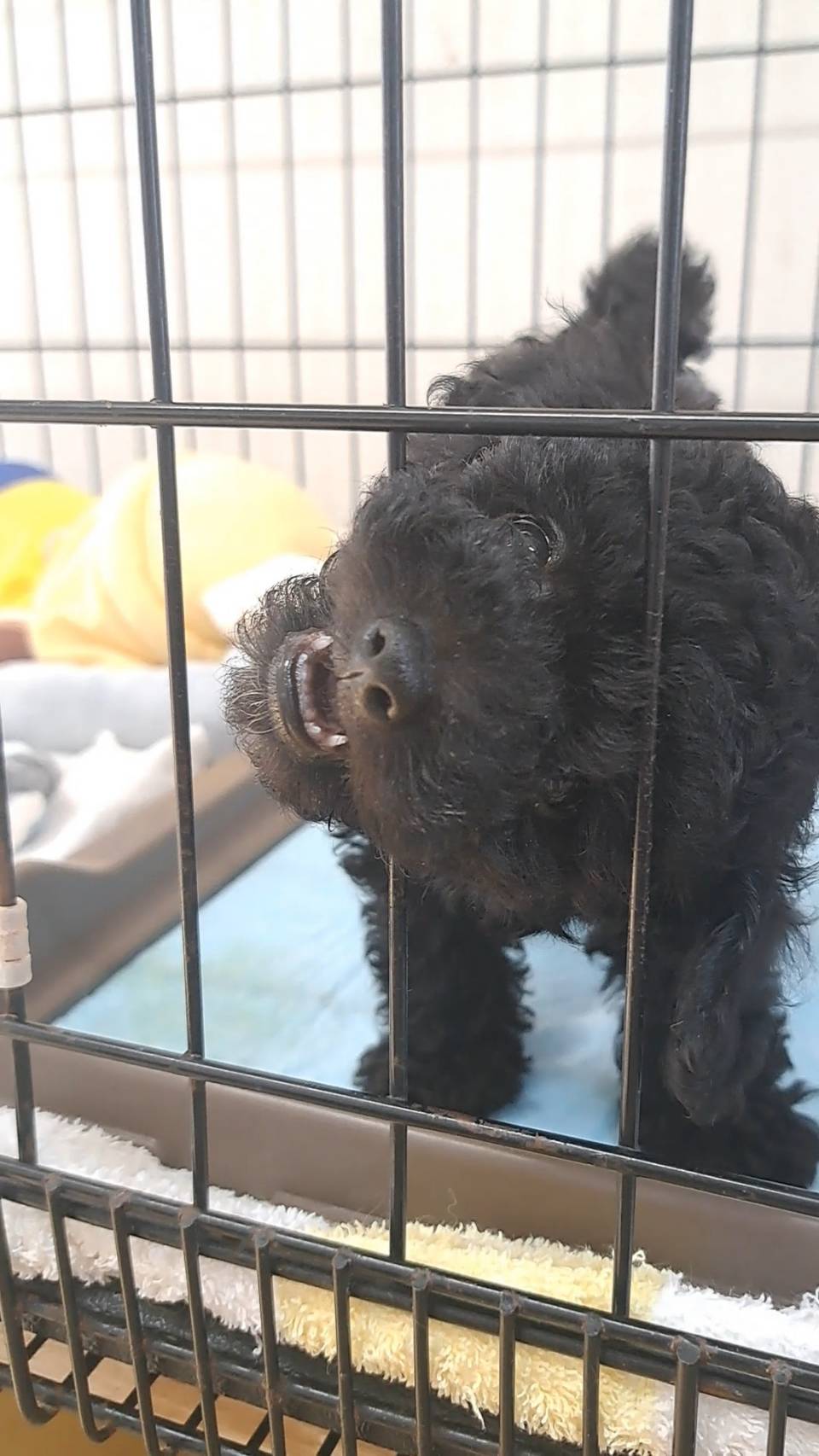 横浜市港南区 | 犬専門のトリミング・ペットホテル・子犬販売 | クリアカット・あぴ