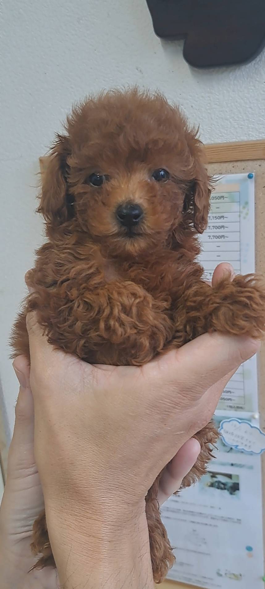横浜市港南区 | 犬専門のトリミング・ペットホテル・子犬販売 | クリアカット・あぴ