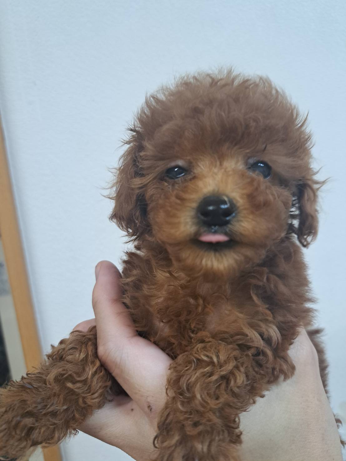 横浜市港南区 | 犬専門のトリミング・ペットホテル・子犬販売 | クリアカット・あぴ