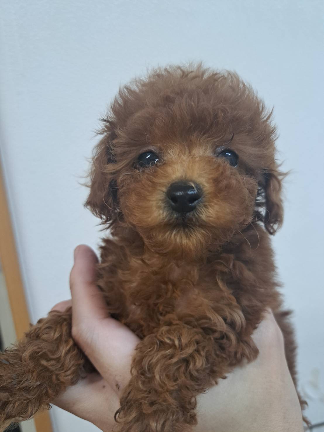 横浜市港南区 | 犬専門のトリミング・ペットホテル・子犬販売 | クリアカット・あぴ