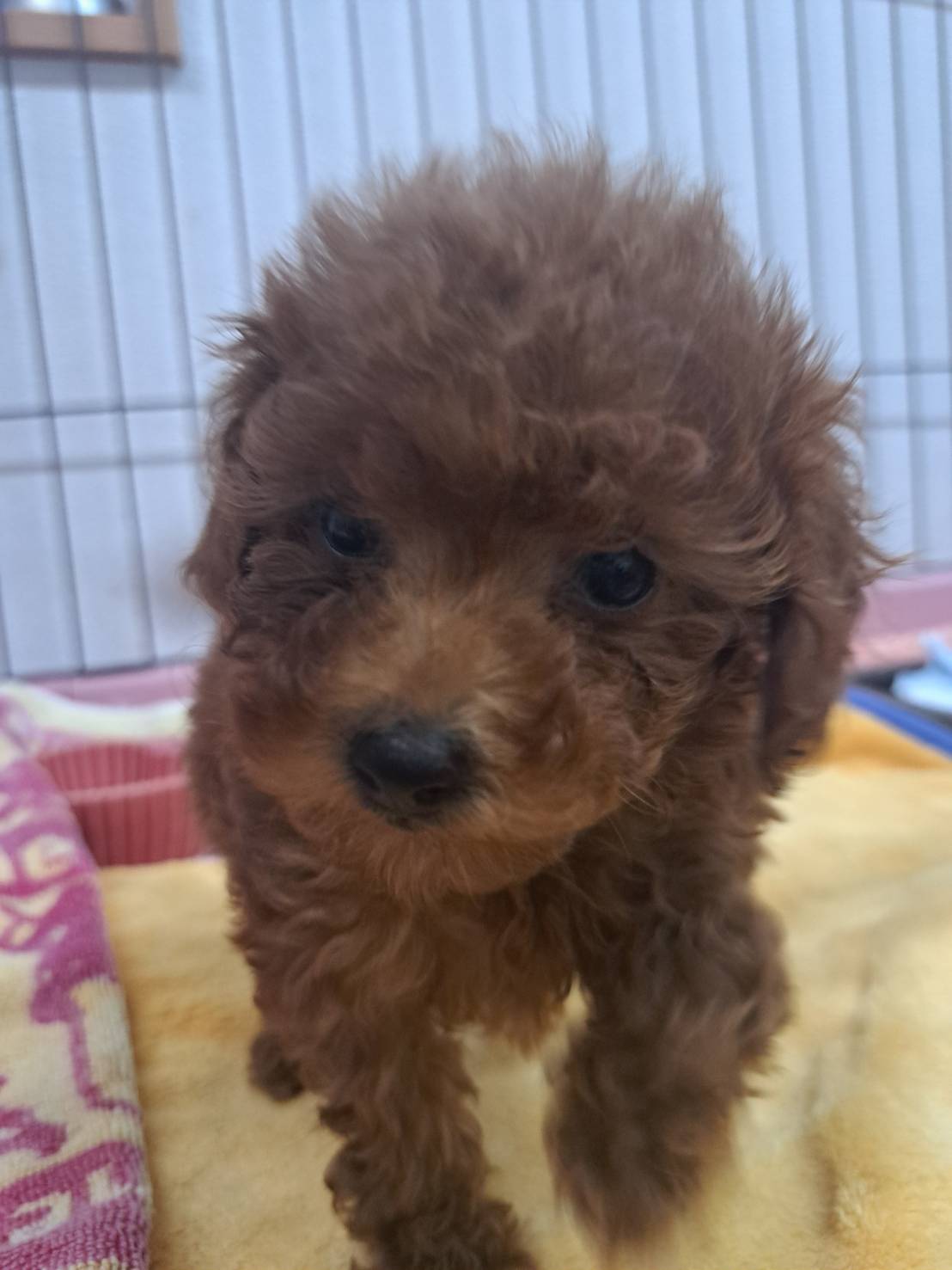 横浜市港南区 | 犬専門のトリミング・ペットホテル・子犬販売 | クリアカット・あぴ
