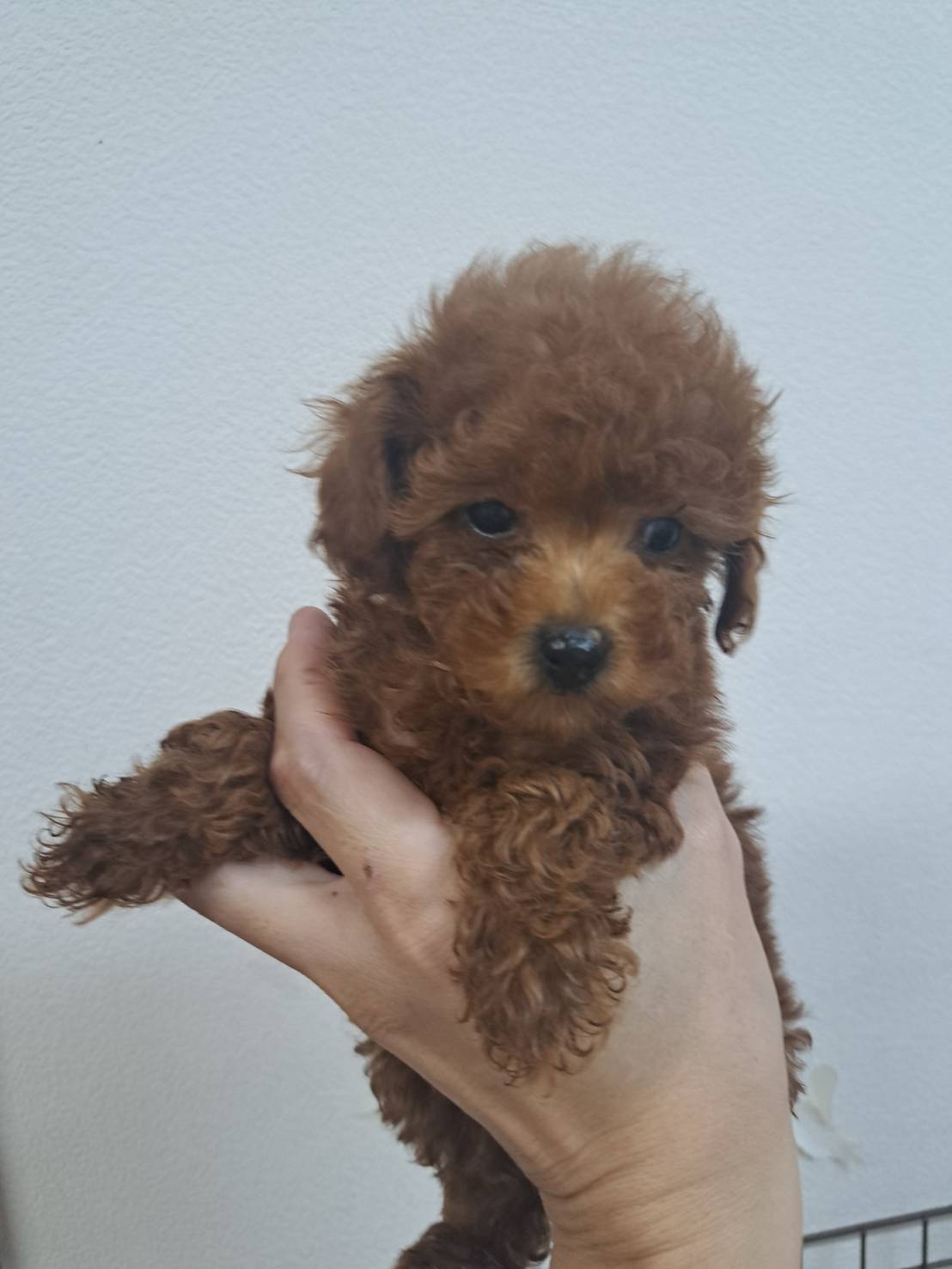 横浜市港南区 | 犬専門のトリミング・ペットホテル・子犬販売 | クリアカット・あぴ