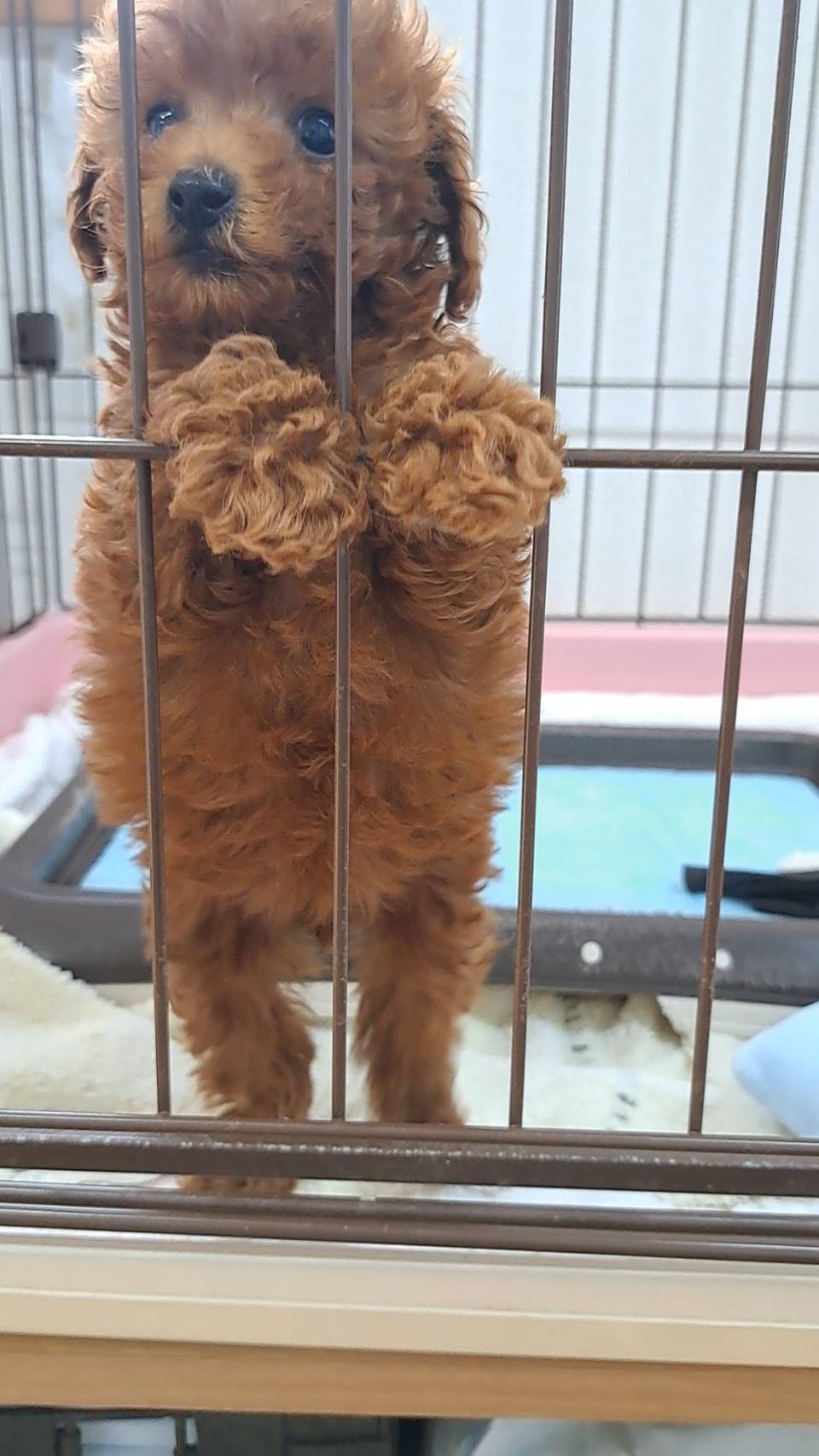 横浜市港南区 | 犬専門のトリミング・ペットホテル・子犬販売 | クリアカット・あぴ