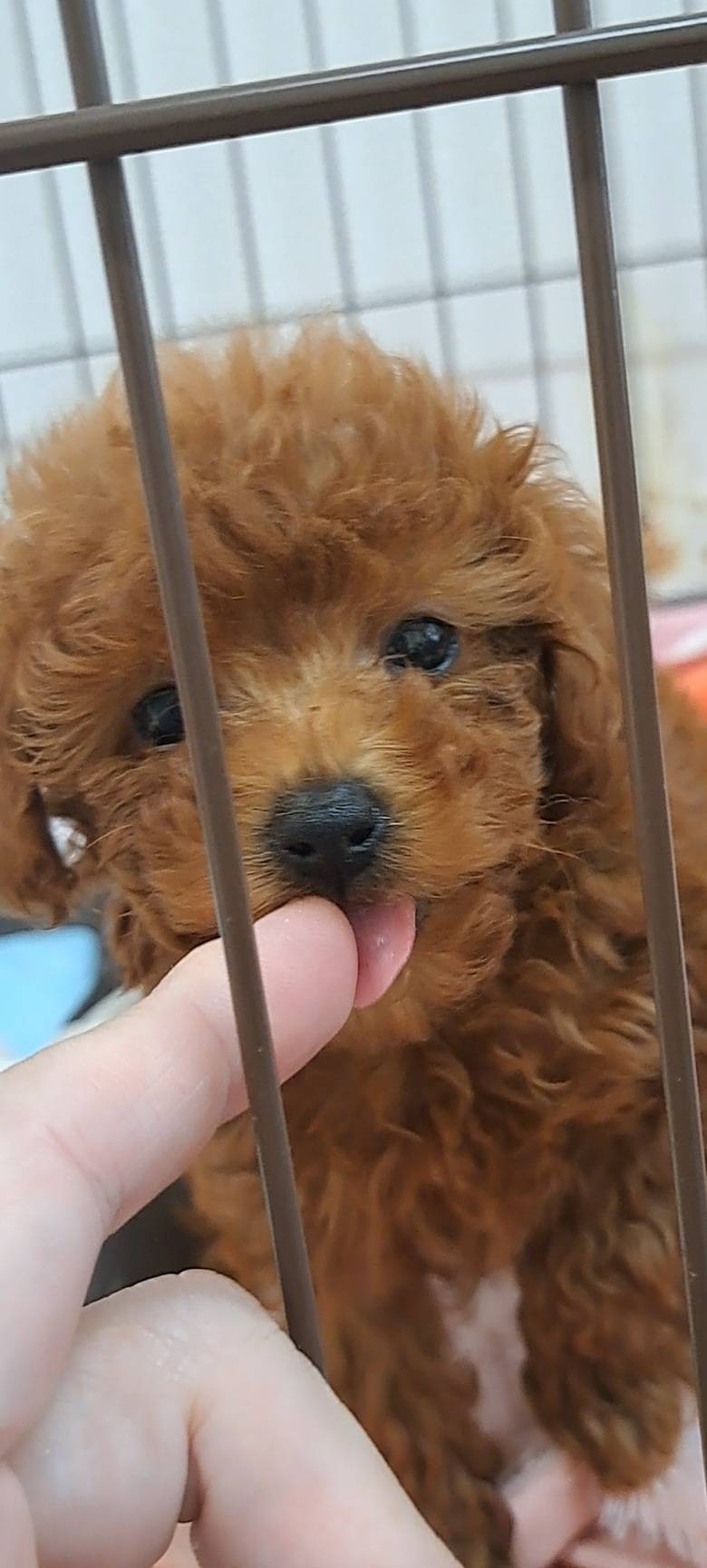 横浜市港南区 | 犬専門のトリミング・ペットホテル・子犬販売 | クリアカット・あぴ