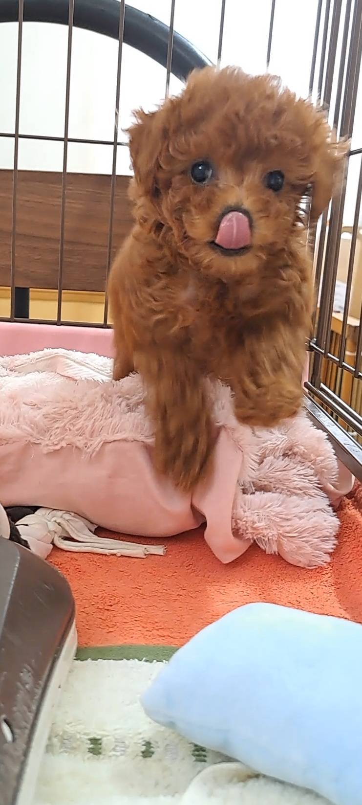 横浜市港南区 | 犬専門のトリミング・ペットホテル・子犬販売 | クリアカット・あぴ
