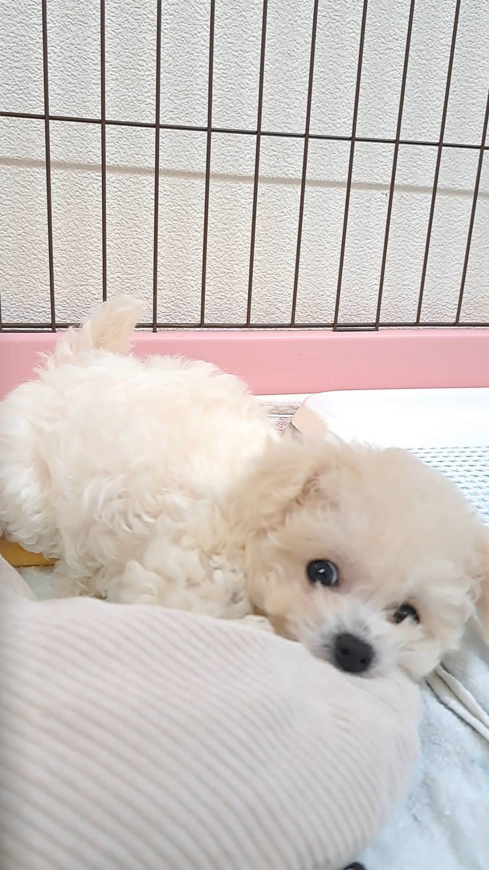 横浜市港南区 | 犬専門のトリミング・ペットホテル・子犬販売 | クリアカット・あぴ