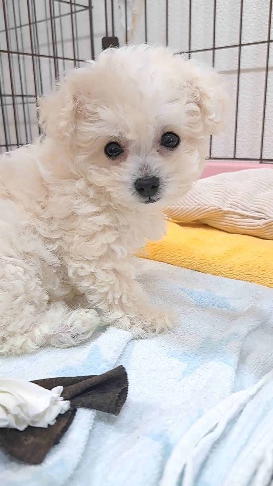 横浜市港南区 | 犬専門のトリミング・ペットホテル・子犬販売 | クリアカット・あぴ