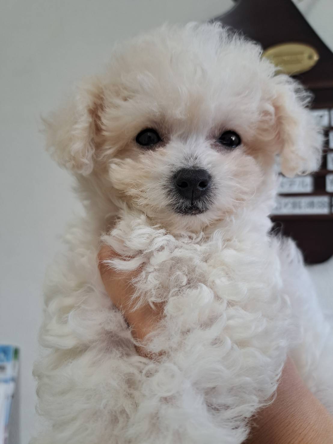 横浜市港南区 | 犬専門のトリミング・ペットホテル・子犬販売 | クリアカット・あぴ