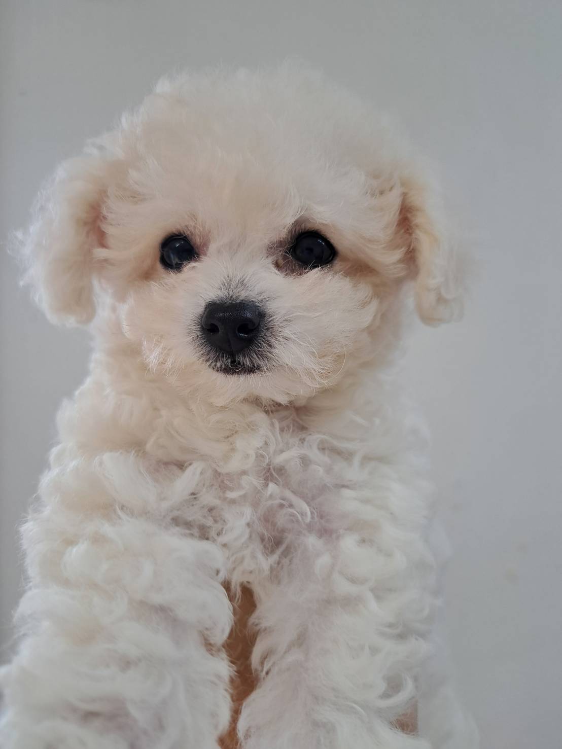 横浜市港南区 | 犬専門のトリミング・ペットホテル・子犬販売 | クリアカット・あぴ