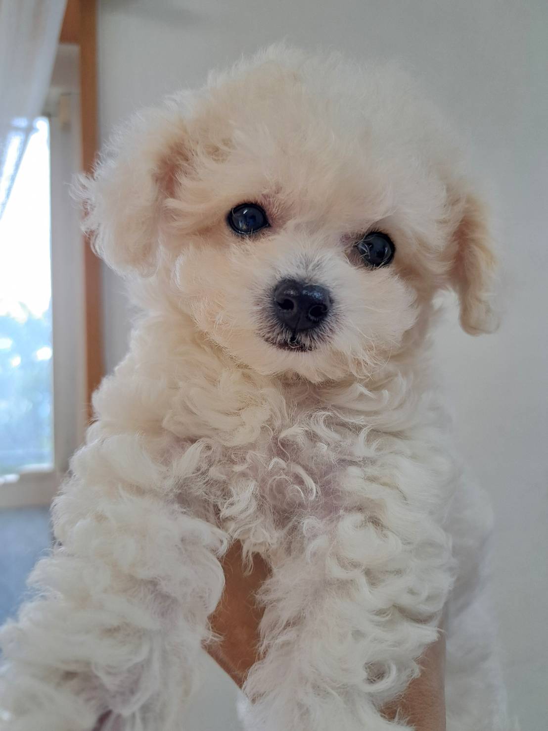 横浜市港南区 | 犬専門のトリミング・ペットホテル・子犬販売 | クリアカット・あぴ