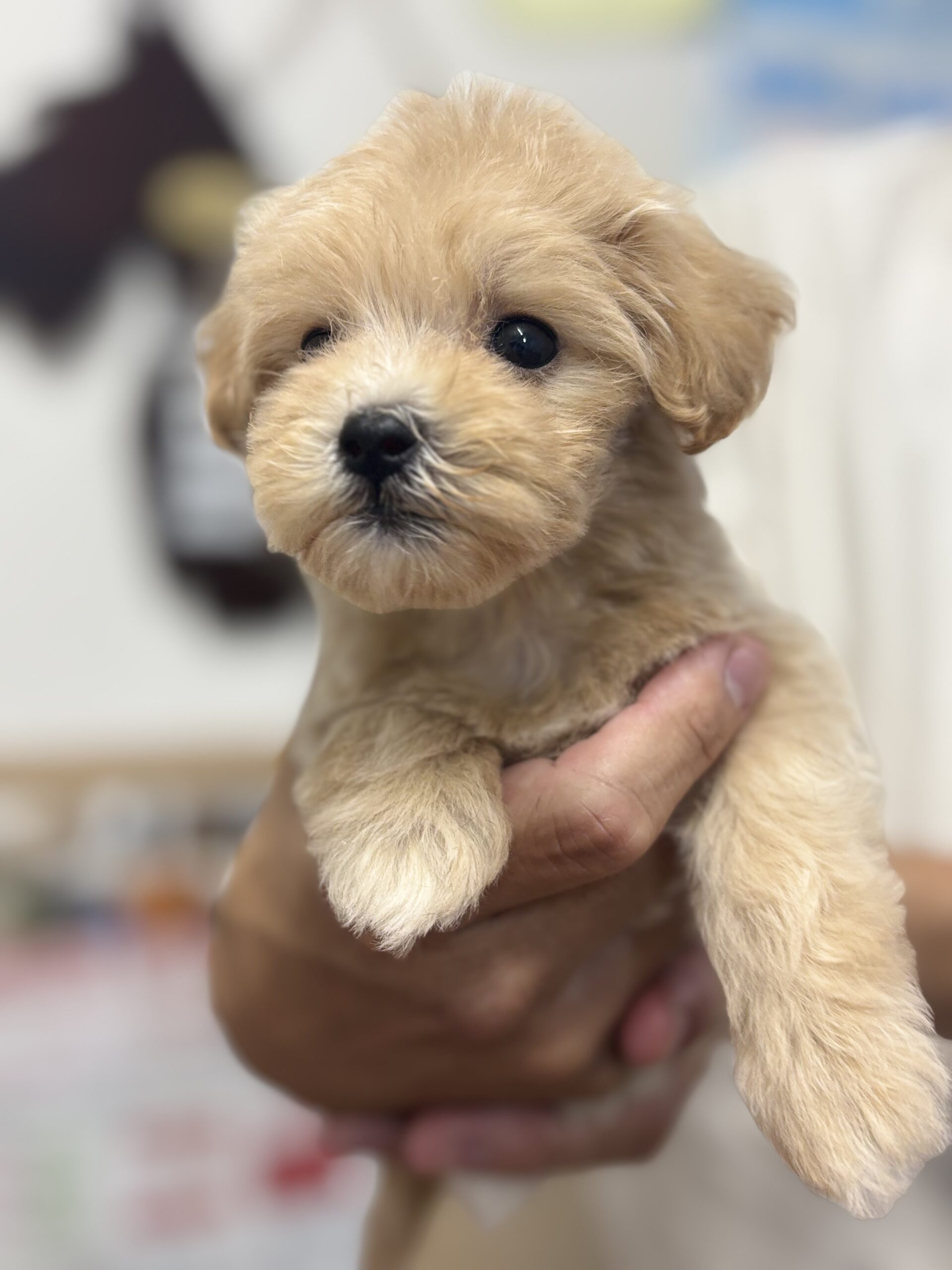 横浜市港南区 | 犬専門のトリミング・ペットホテル・子犬販売 | クリアカット・あぴ
