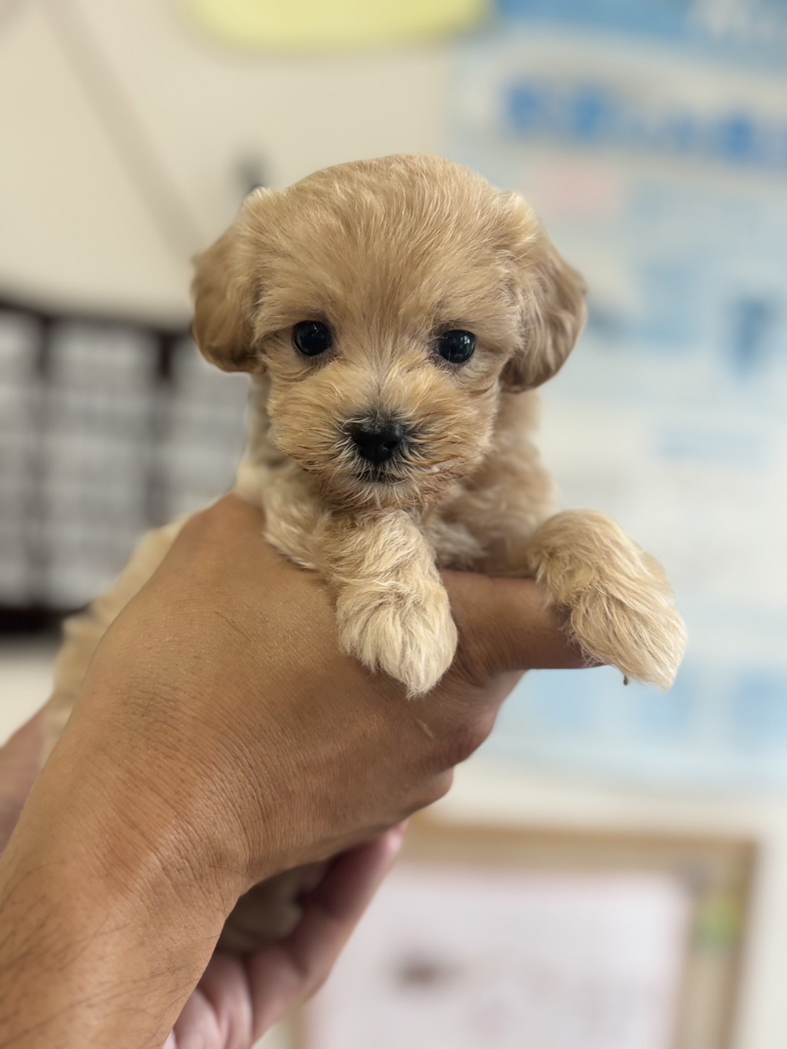 横浜市港南区 | 犬専門のトリミング・ペットホテル・子犬販売 | クリアカット・あぴ