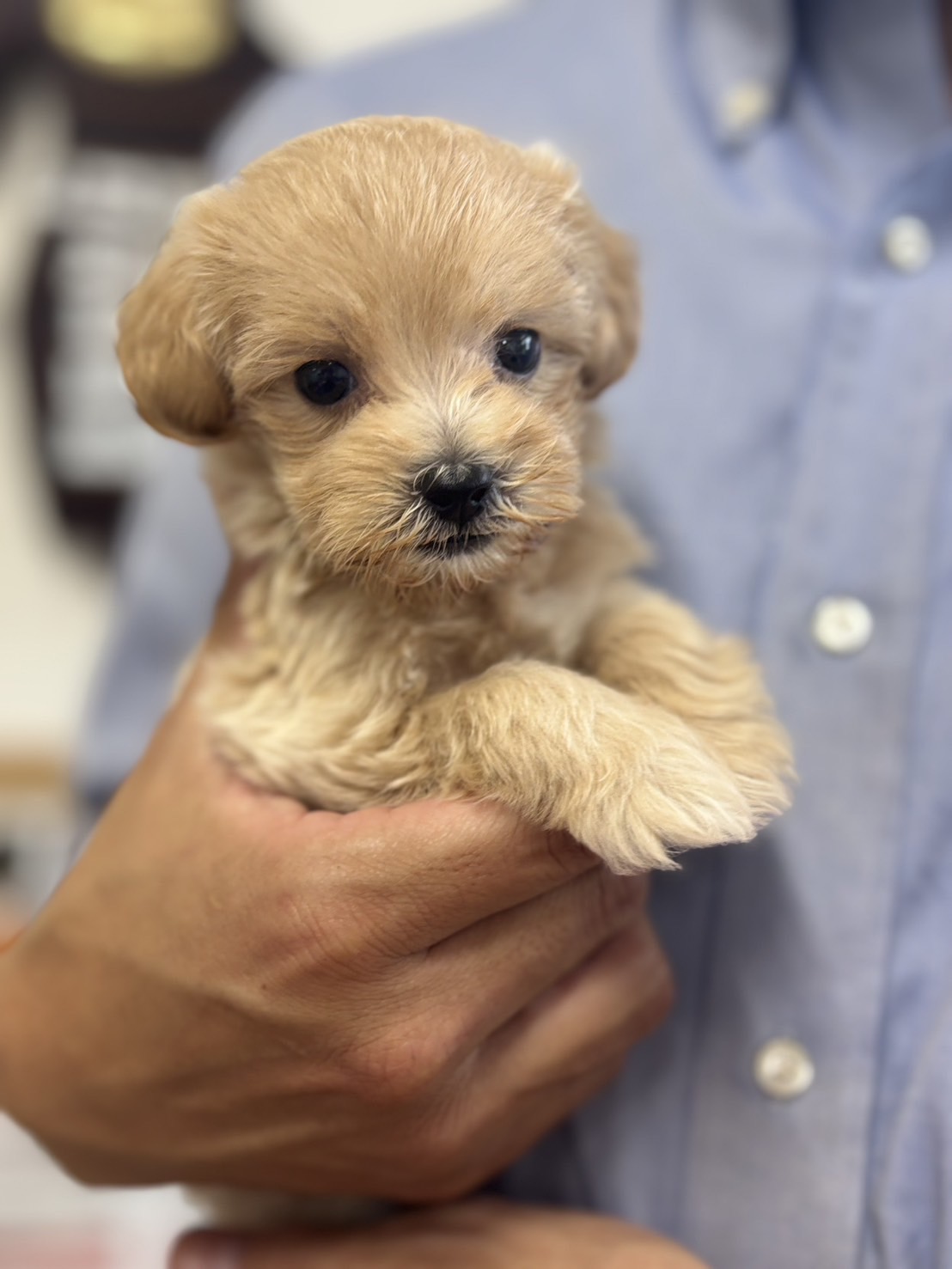 横浜市港南区 | 犬専門のトリミング・ペットホテル・子犬販売 | クリアカット・あぴ